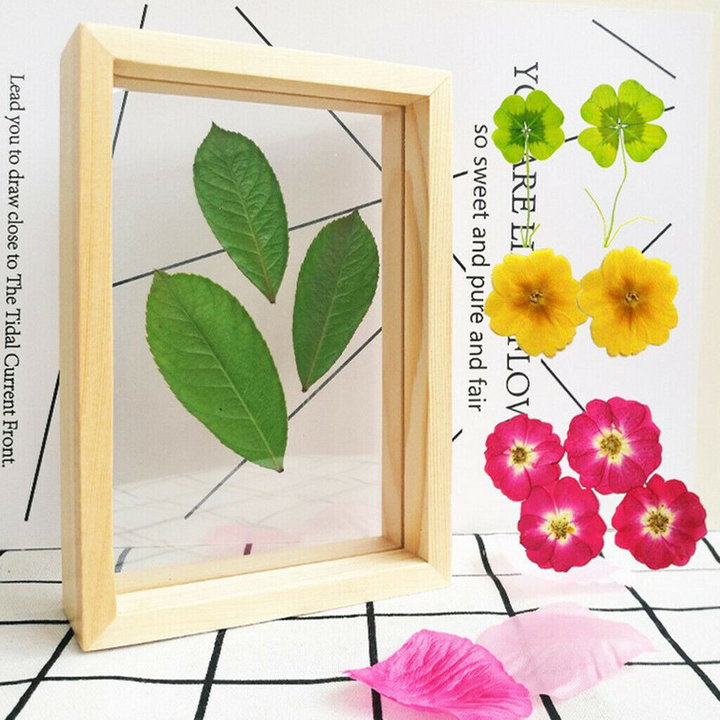 2pcs Double-sided Picture Frame Plant Specimen Frame Picture Display Holder