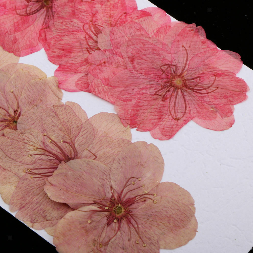 10x Mixed Dried Flower Sakura ornaments  Cherry Blossom Soap Candle Decors