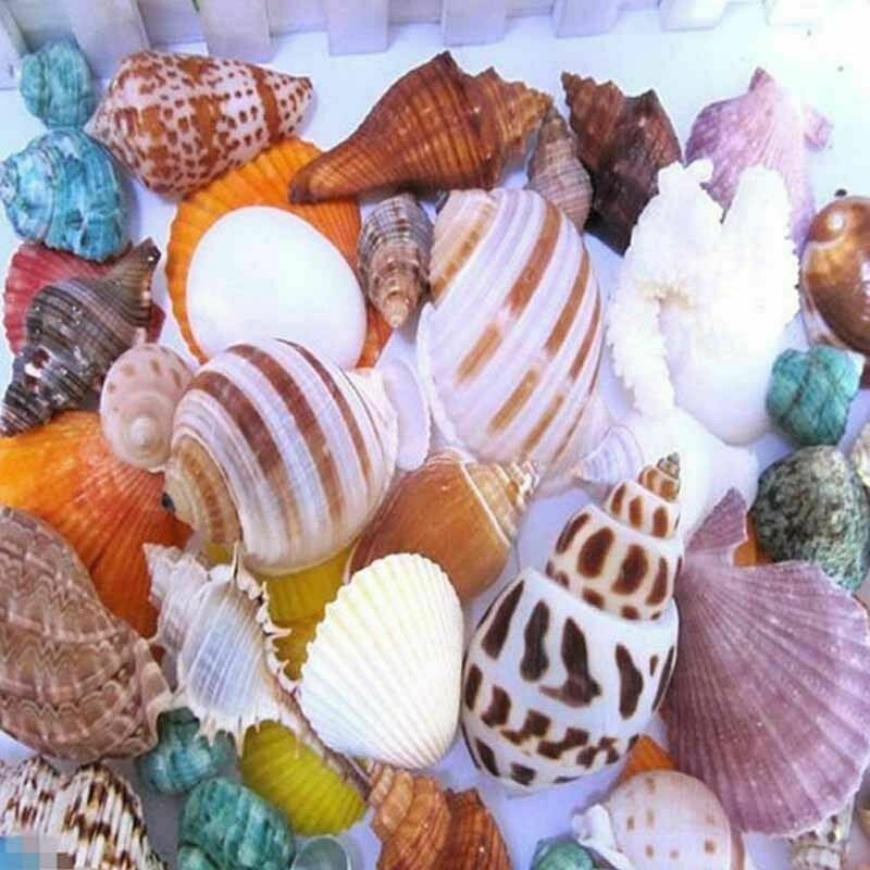 100g Mixed Beach SeaShells Mix Sea Shell Craft SeaShell Natural Aquarium Deco