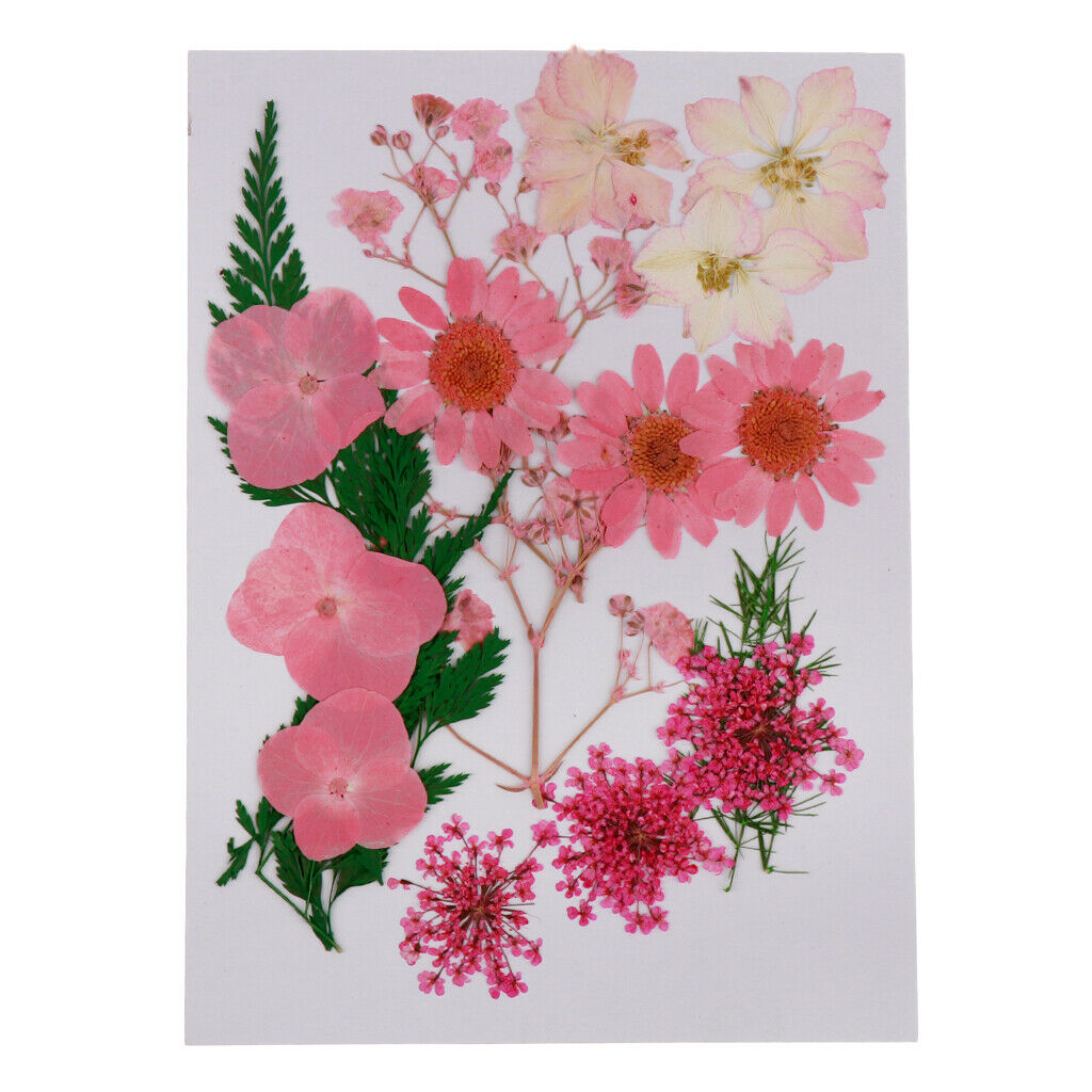 Multiple Natural Pressed Dried Flowers Mixed Leaves DIY Art