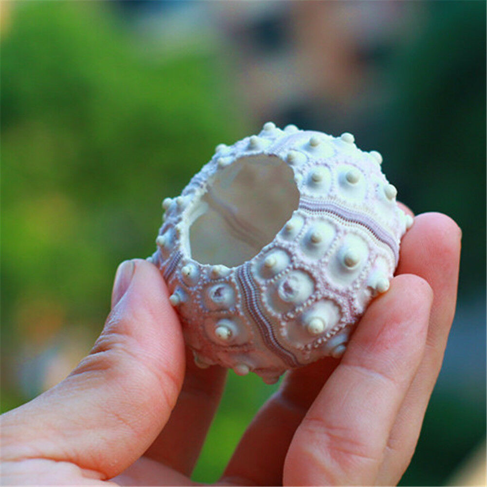 1 Piece Natural Sea Urchin Shell Ornament 4-8 cm Seashells Shells Nautical Decor