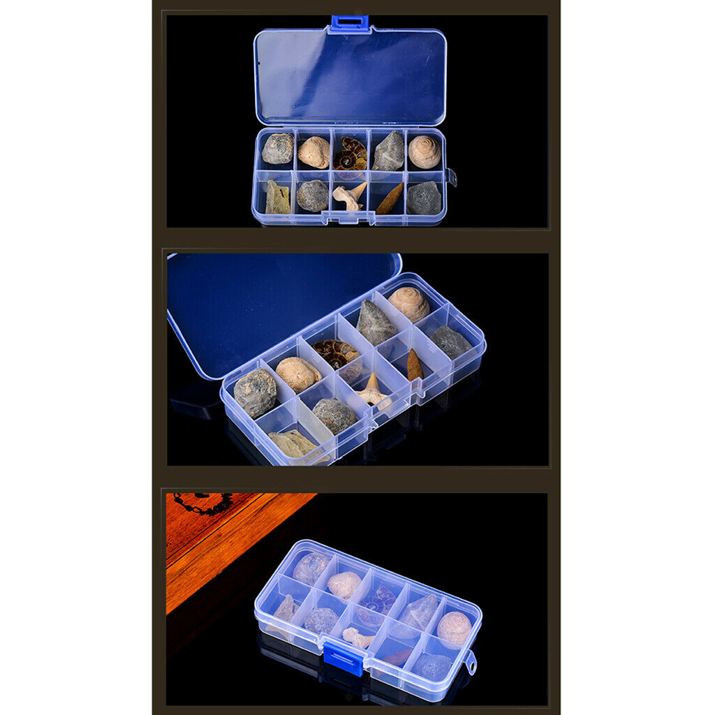 10Pcs Fossils Collection Kit w/ Display Box for Kids Early Biology Learning