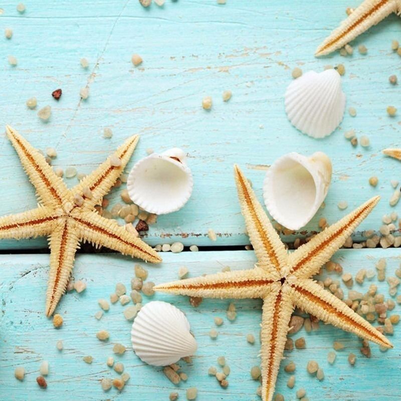 20 Natural Seashell Scallop Fan Shell Aquarium Fish Tank Nautical Decor 15-25mm