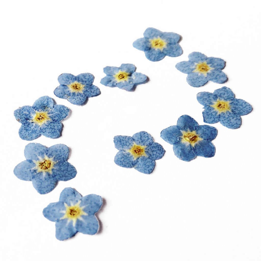 10x Pressed Flowers Petals Real Natural Dried Flower for DIY Floral Decor 04