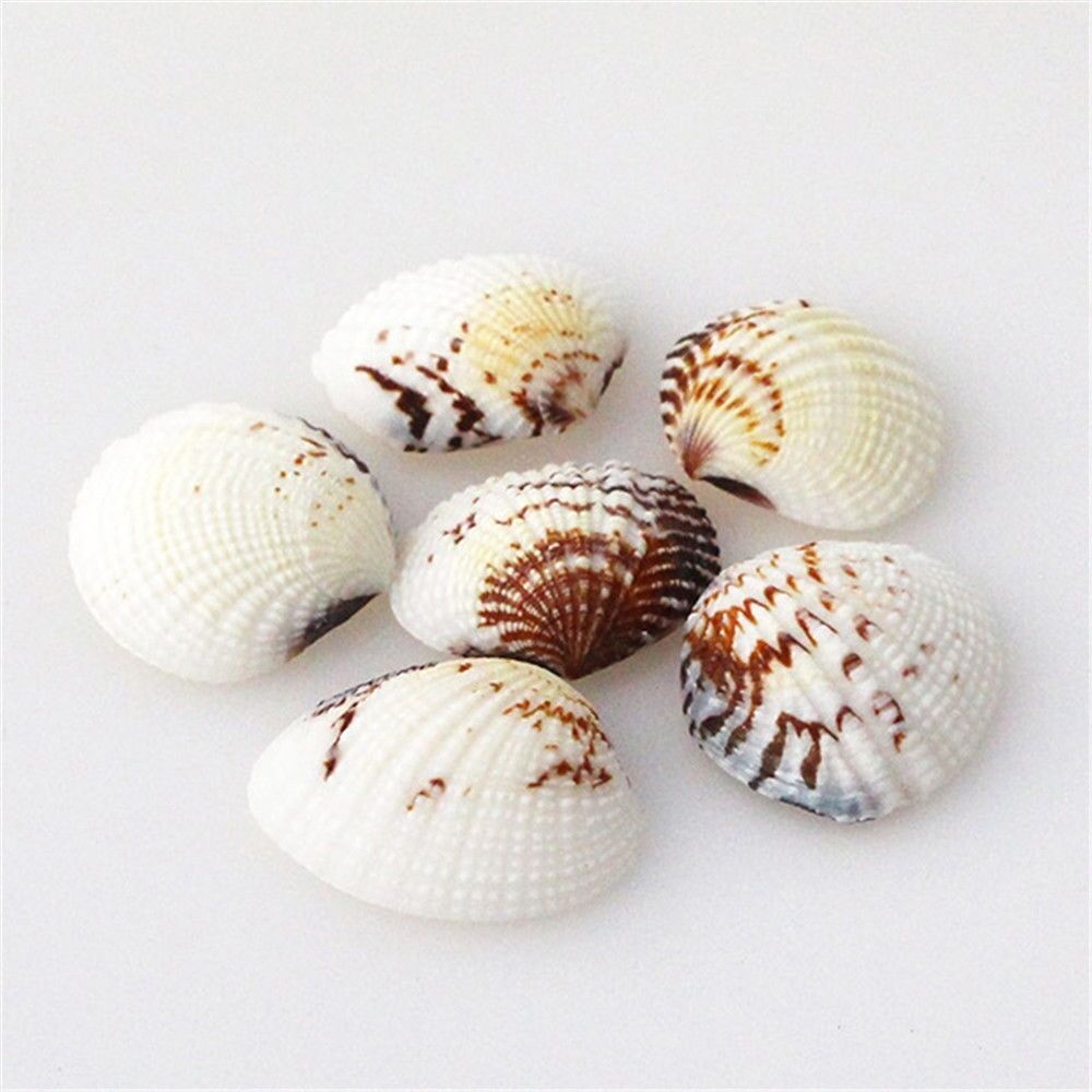 20 pcs Assorted Clams Shells Seashells Crafts Aquarium Fish Tank Nautical Decor