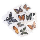 1pc Random Butterfly Specimen Folded Real Insects Wholesale Butterfly Speci Lt