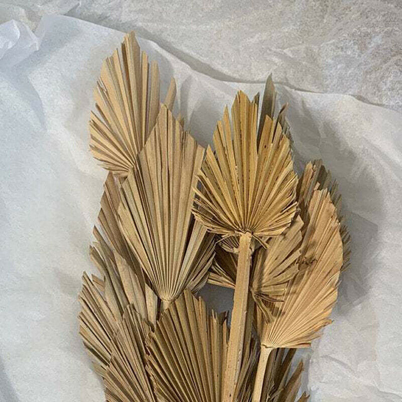 Palm Fan Leaf Dried Flower Palm Leaf Window Wedding Arch Arrangement Party A DF