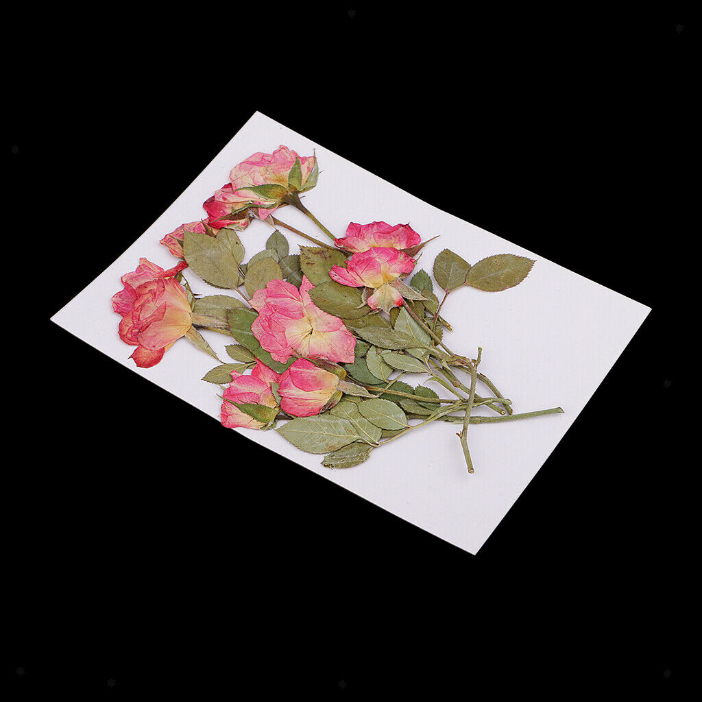 10pcs Real Pressed Flower Dried Rose Buds w/ Brunches for Phone Cover Decors