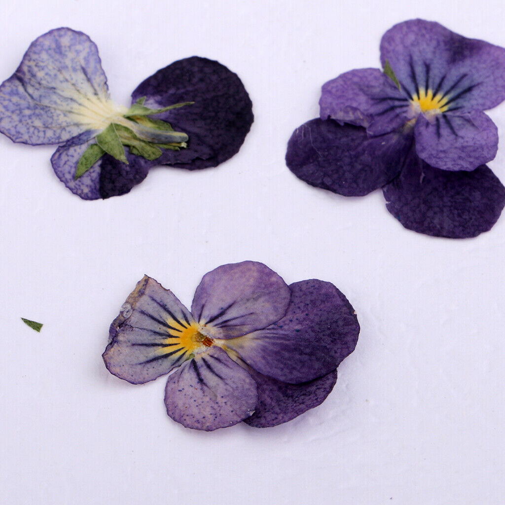 Pressed Violet Flower Natural Dried Real Blossom DIY Craft Handmade Gifts
