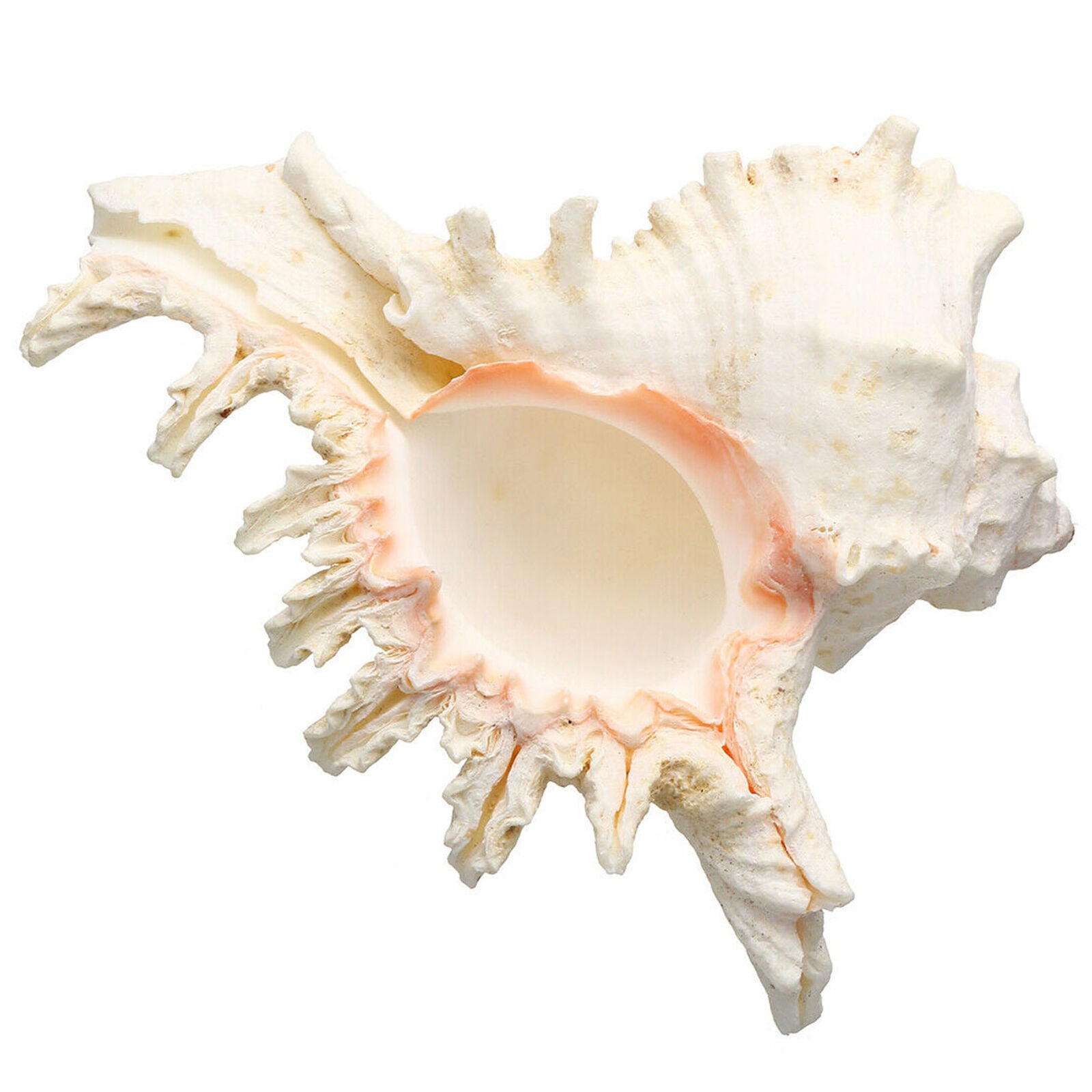 Large 15cm Natural Marine Shell Clam Conch Home Ornament Giant Sea
