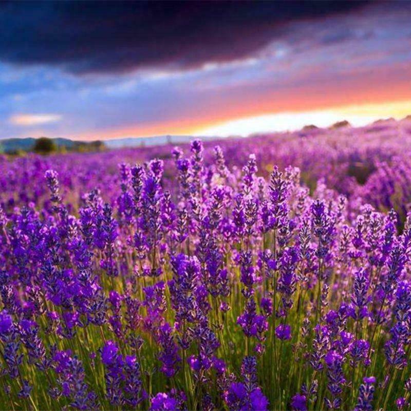 12 Bags Natural Dried Lavender 2 OZ Aromatherapy Aromatic Air Refresh Home Room