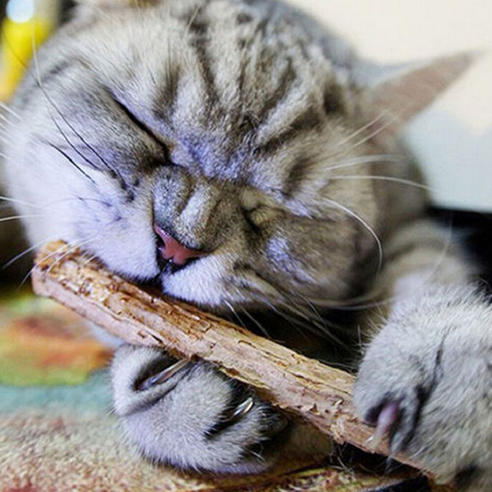 5x Pet Chew Stick Natural Matatabi Catnip Cat Molar Grinding Claws Treat T.l8