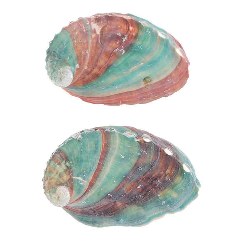 2pcs 6-7cm Abalone shell natural conch DIY handmade material photography .l8