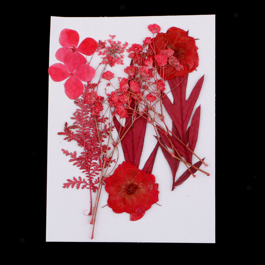 Multiple Mix Natural Pressed Dried Flowers Leaves DIY Arts Crafts 0.5-3cm