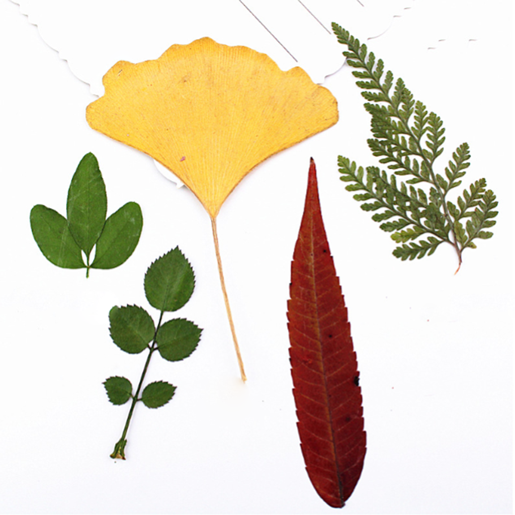 15Pc Natural Press Ferns Leaves Pressed Real Dried Flowers Dry Leaves for DIY
