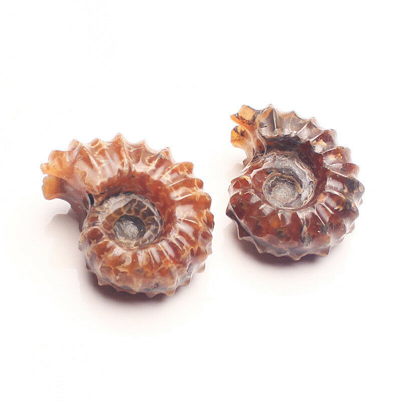 1Pc Natural Ammonite Fossil Shell Conch Specimen Stone Healing Reiki Madagascar