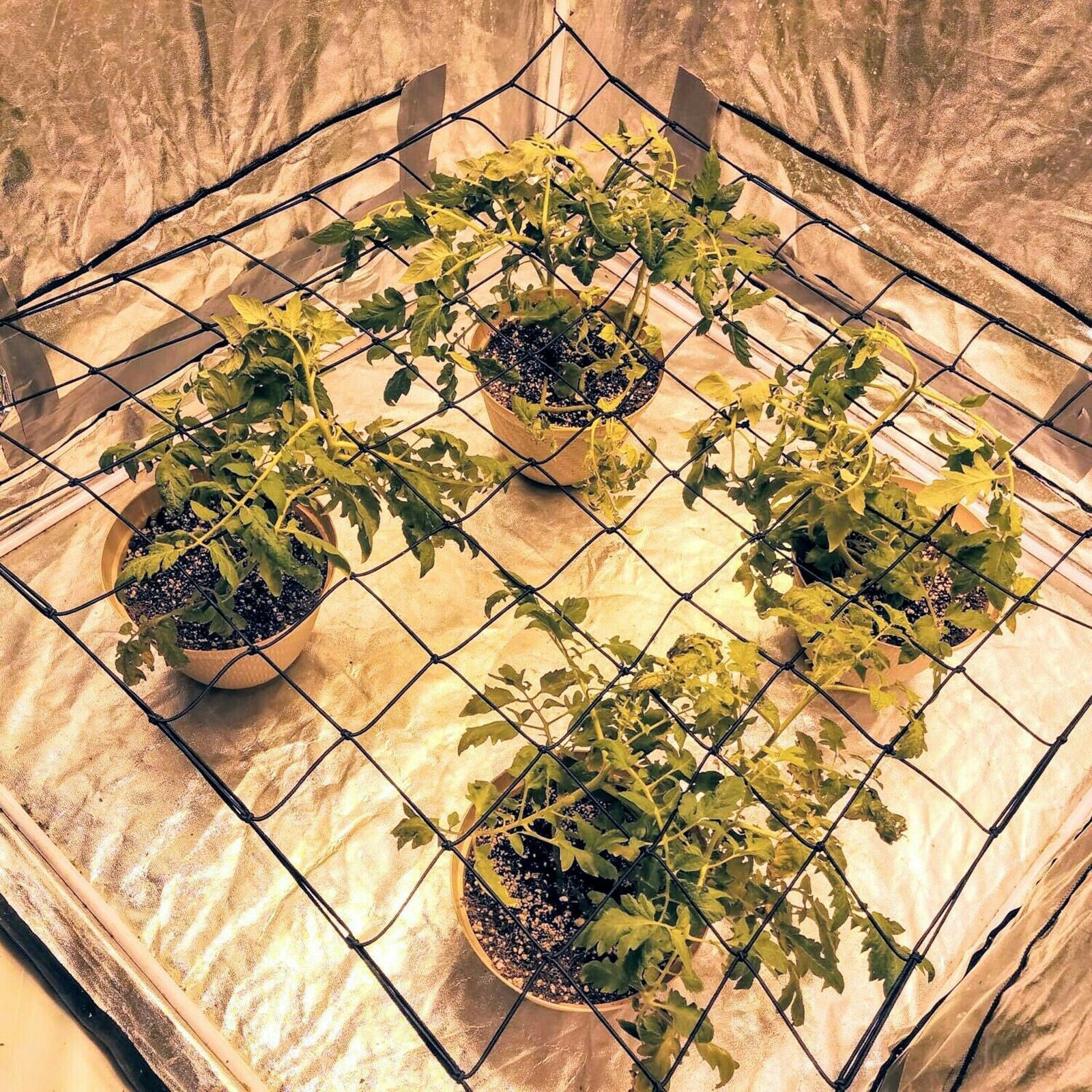 Elastic Trellis Netting w/Hooks for Grow Tents Fruits Flowers Hydroponics