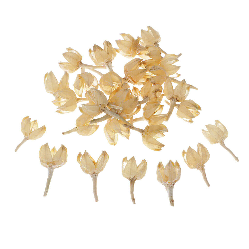 30x 2-3cm Dried Decolourize Rose Hips For Christmas Wedding Decor DIY Crafts