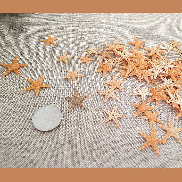 20 Cute Small Mini Starfish Sea Star Shell Beach Deco Craft DIY Making 3cm-5cm