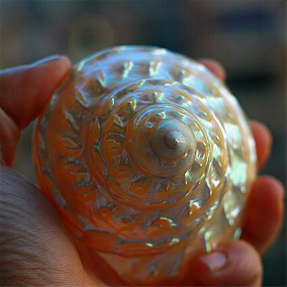 Natural Turban Snail 8-10 cm Fluorescent Shells Cone Shaped Ornament Decor