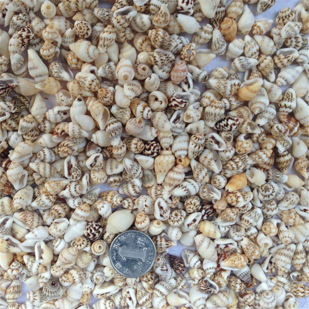 100 pcs Small Sea Shells Assorted Natural Seashells Conch Crafts DIY Decoration