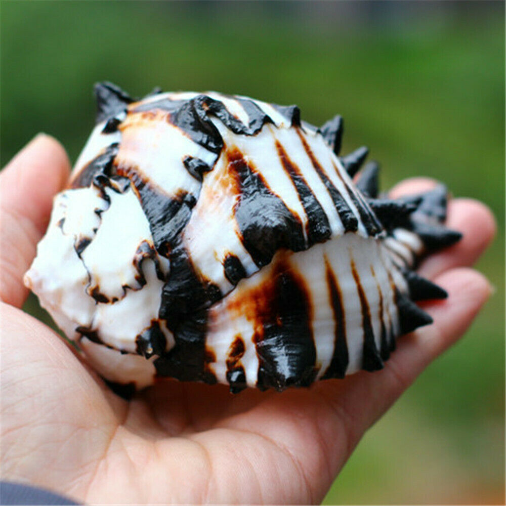 1 Piece Natural Shell 10-13 cm Black Striped Murex Shells Ornament Craft Decor