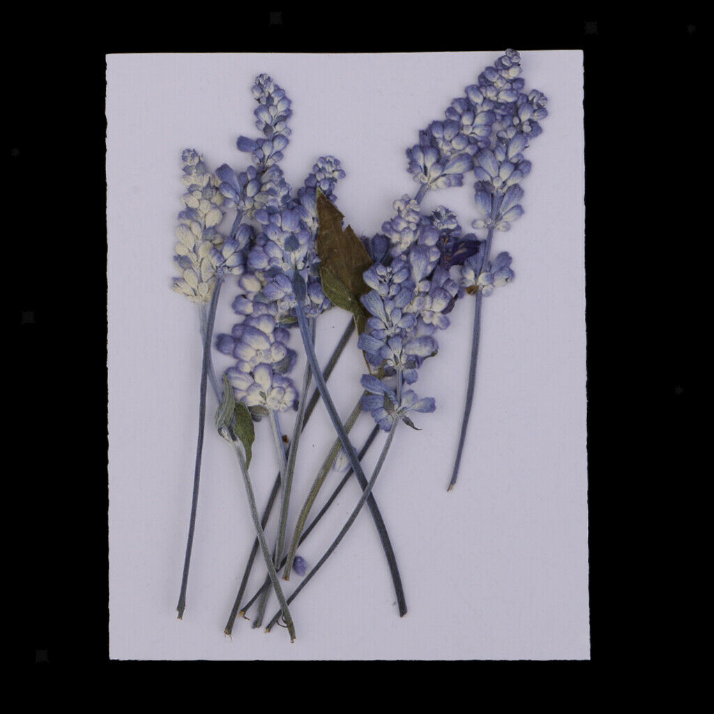 10pcs Pressed Dried Flowers For Scrapbooking Jewelry Making DIY Floral Decor