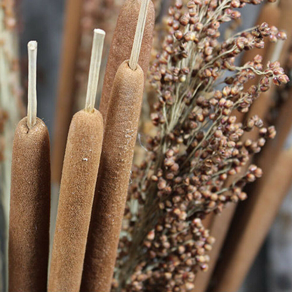 5Pcs Dried Flower Cattails Spike Po Stick Home Wedding Arrangement Floral Decor