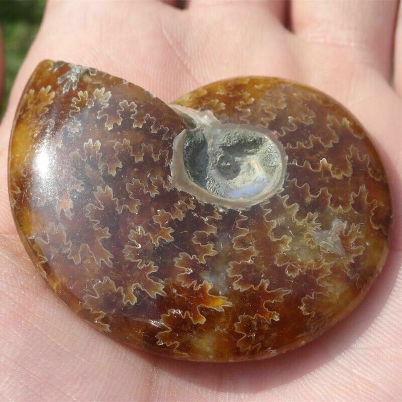 100% Natural Nautilus  Fossil Specimen Shell Healing Madagascar 30-40mm