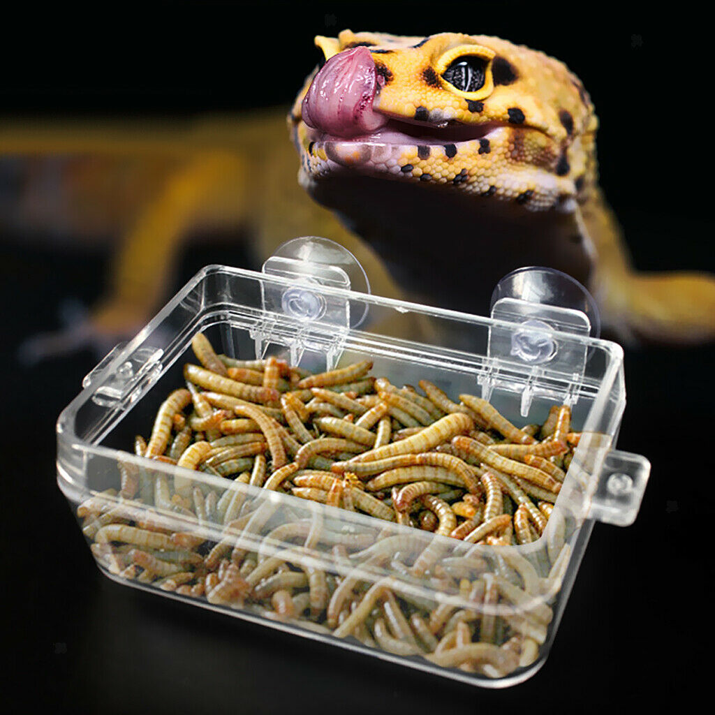 3 Pieces Plastic Tortoise Reptile Terrarium Water Dish Food Bowl Feeder