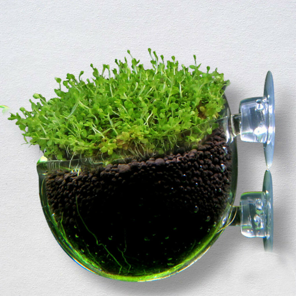 5pcs Crystal Glass Planter Aquarium Tank Aquatic Plant Cup Pot Home Decor