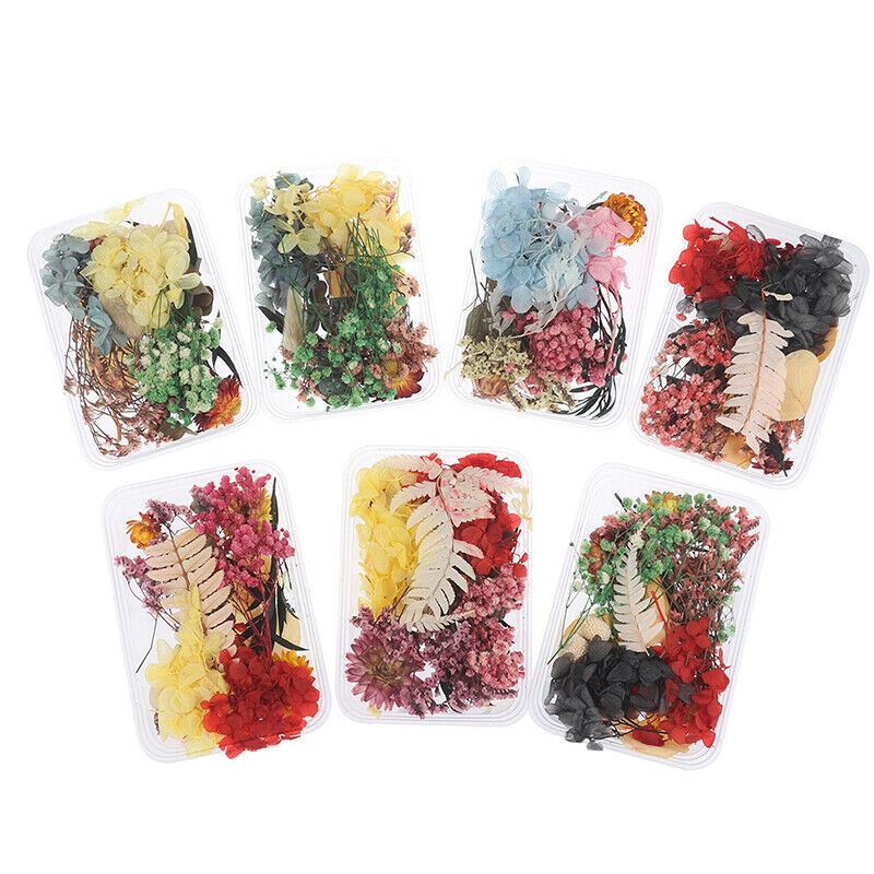 Mix Beautiful Real Dried Flowers Natural Floral for Art Craft Scrapbooking Re DF