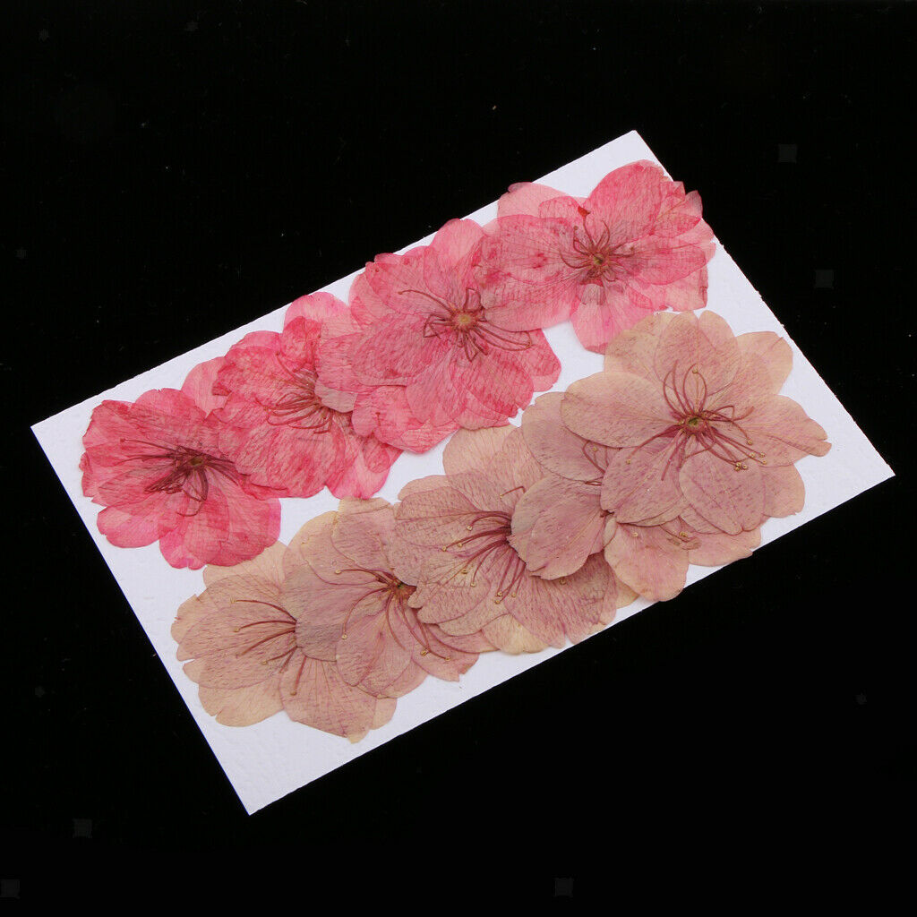 10 x Real Pressed Flower Dried Cherry Blossom for Floral Craft Card Making