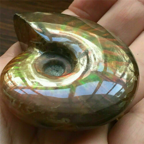 Natural Iridescent Ammonite Ammolite Facet Specimen Fossil Madagascar Stone