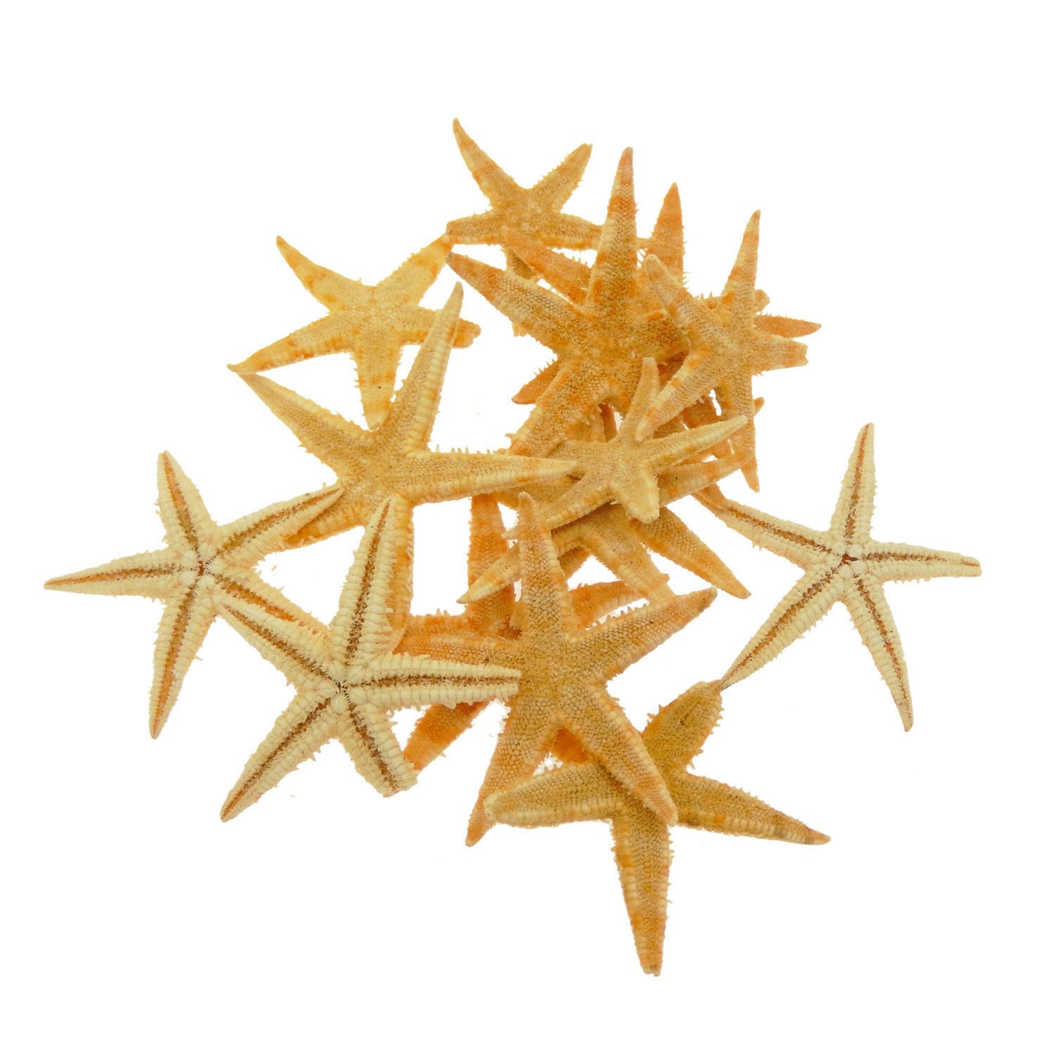 20 pcs Natural Starfish Dried Sea Star Shell For Craft Nautical Decor 2cm ~ 4cm