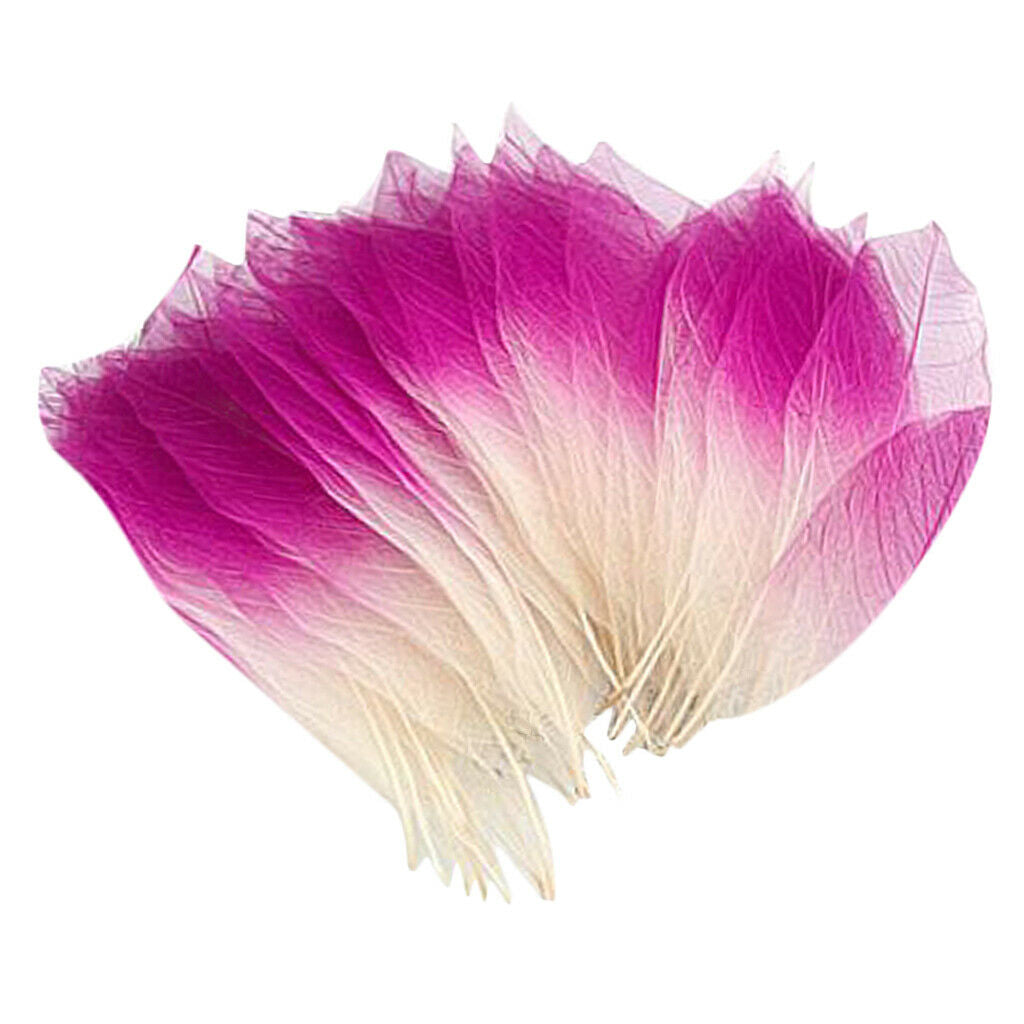 100Pieces Natural Magnolia Skeleton Leaf Leaves