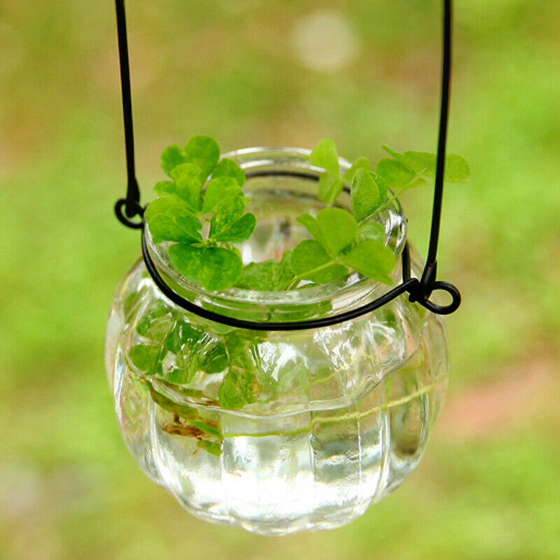Hydroponic Vase Glass Bottle Pumpkin Flower Arrangement Small Hanging Bot SJ