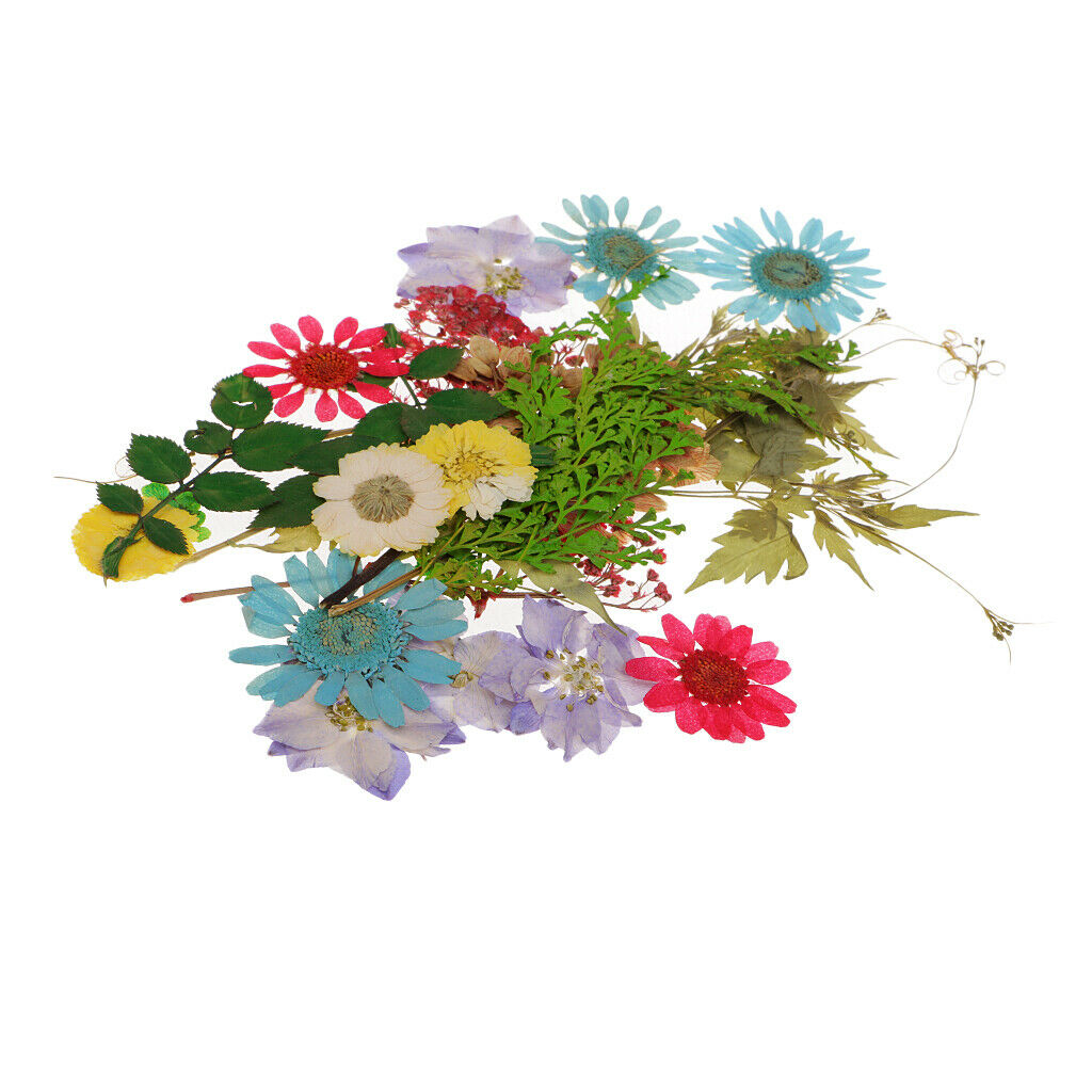 40pcs Natural Pressed Dried Flowers Leaf Babysbreath Flowers with Branches Art