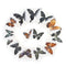 1pc Random Butterfly Specimen Folded Real Insects Wholesale Butterfly Speci Lt