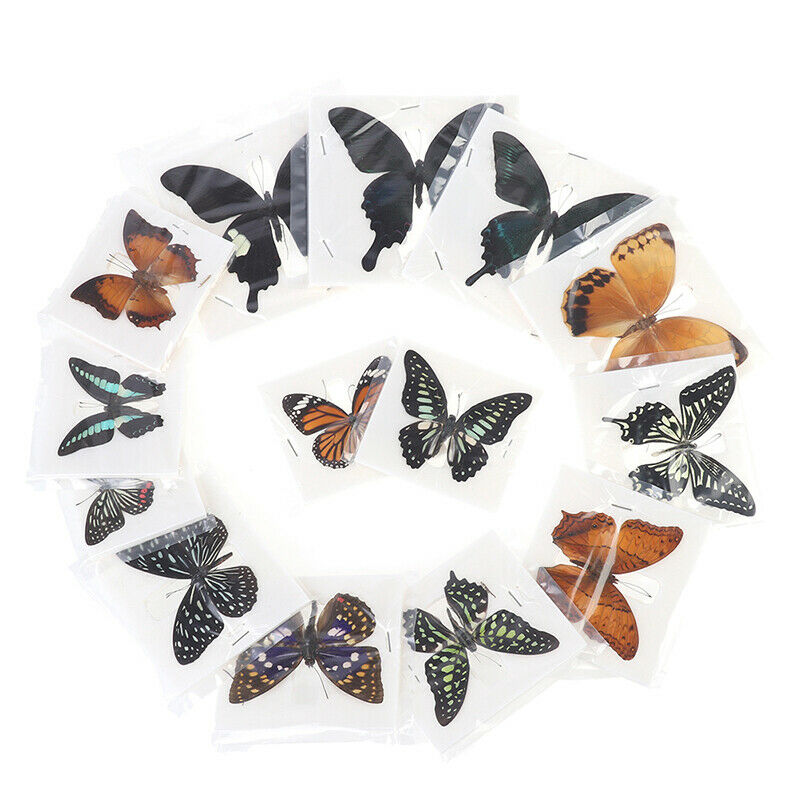 1pc Random Butterfly Specimen Folded Real Insects Wholesale Butterfly Speci Lt