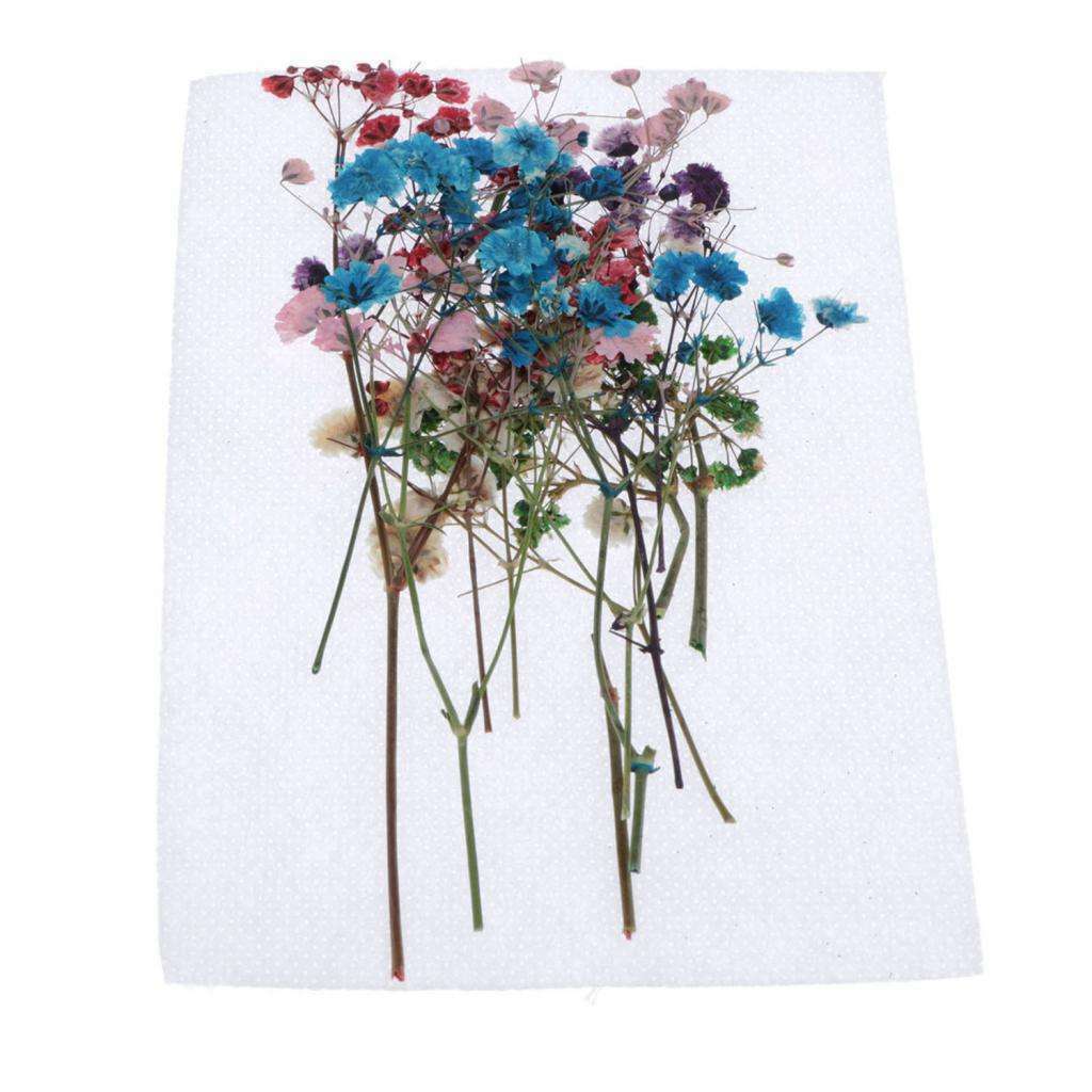 12Pcs Real Dry Press Babysbreath Flower Natural Pressed Dried Flowers Leaves for