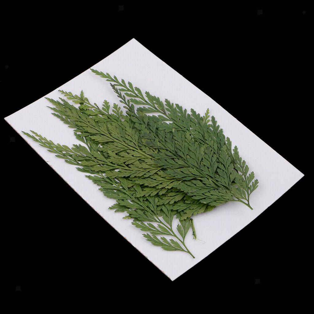 12 Pieces 7-8cm Length Real Pressed Leaves Dried Flowers Embellishments for Card
