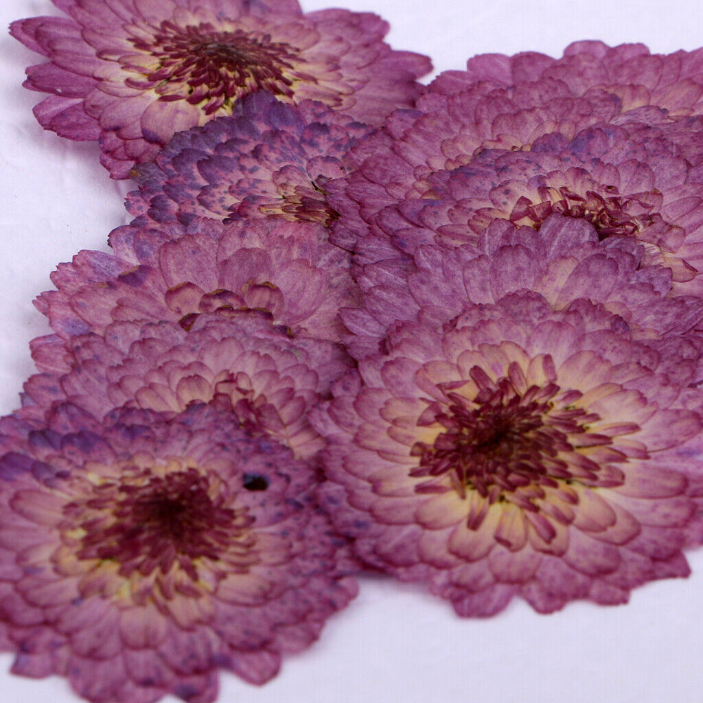 20 X Dried Pressed Flowers For Scrapbooking Card Making Arts Crafts Supplies