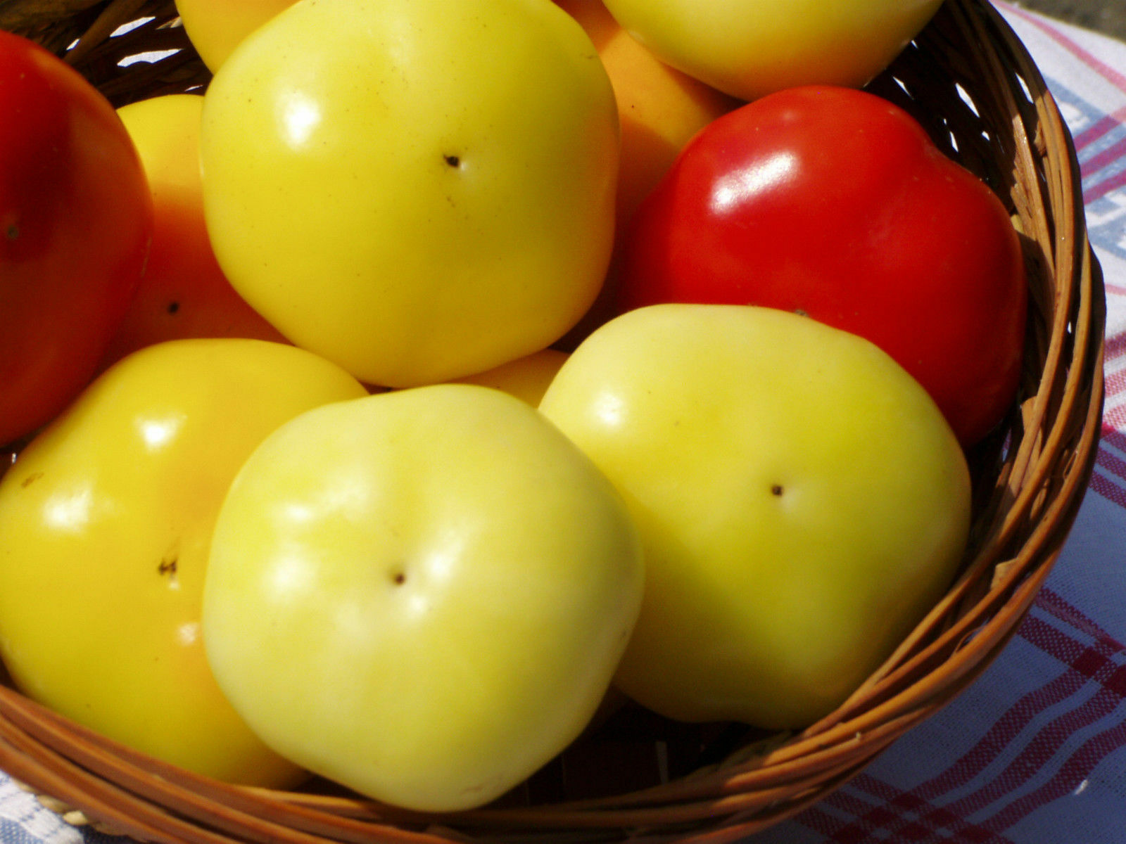 Hungarian Applepaprika - Almapaprika - Sweet - 10+ seeds - Graines - HEIRLOOM!