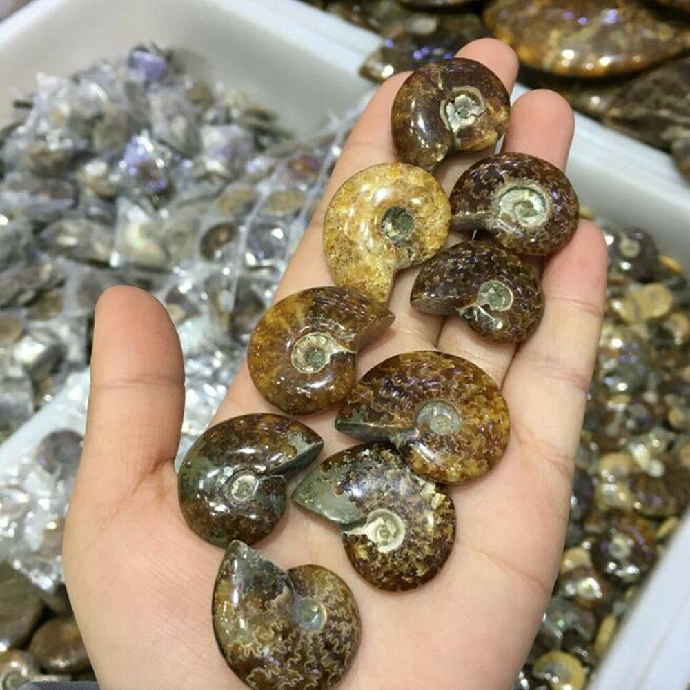 Fashion Natural Iridescent Ammonite Ammolite Facet Specimen Fossil Madagascar