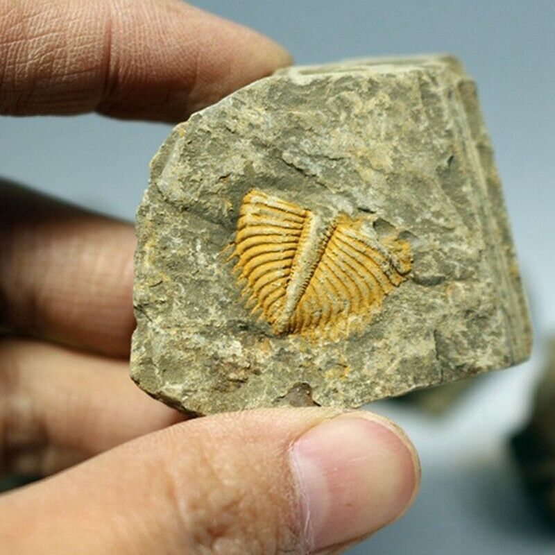 1X(1 PC Natural Trilobite Tail Fossil Ancient Fossils Teaching Specimens Colle1)