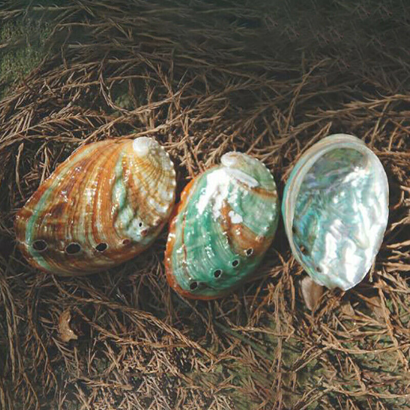 2pcs 6-7cm Abalone shell natural conch DIY handmade material photography .l8