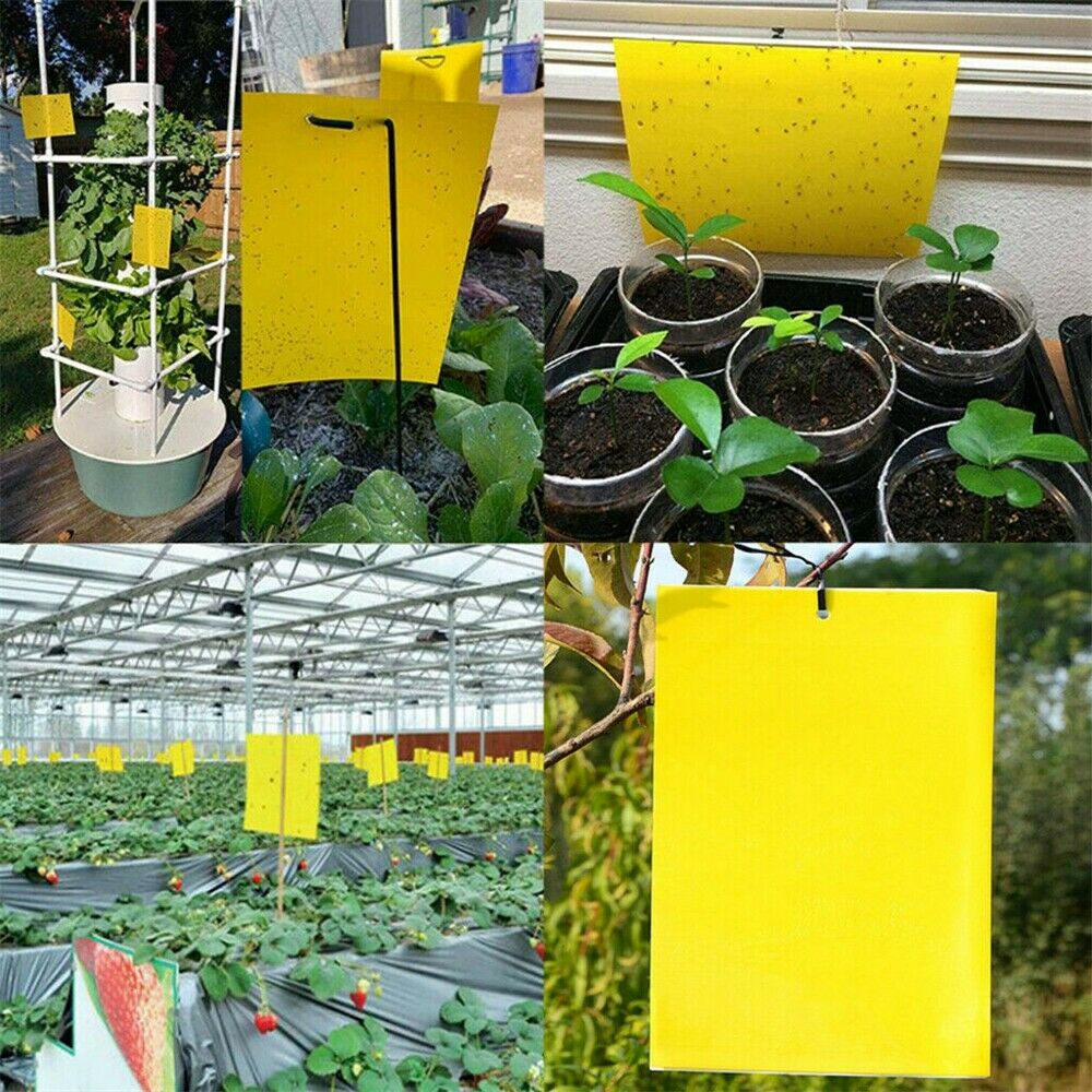 10Pcs Yellow Sticky Insect Killer Whitefly Thrip Fruit Fly Gnat Leafminer Traps