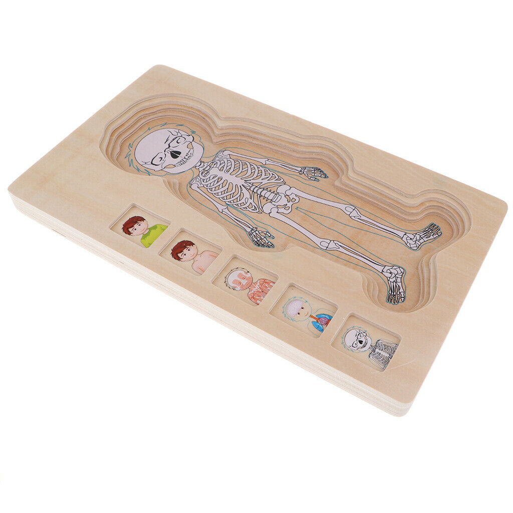 Wooden Puzzles for  Boys and Girls - 5 Layers Boy Body Structure Puzzle