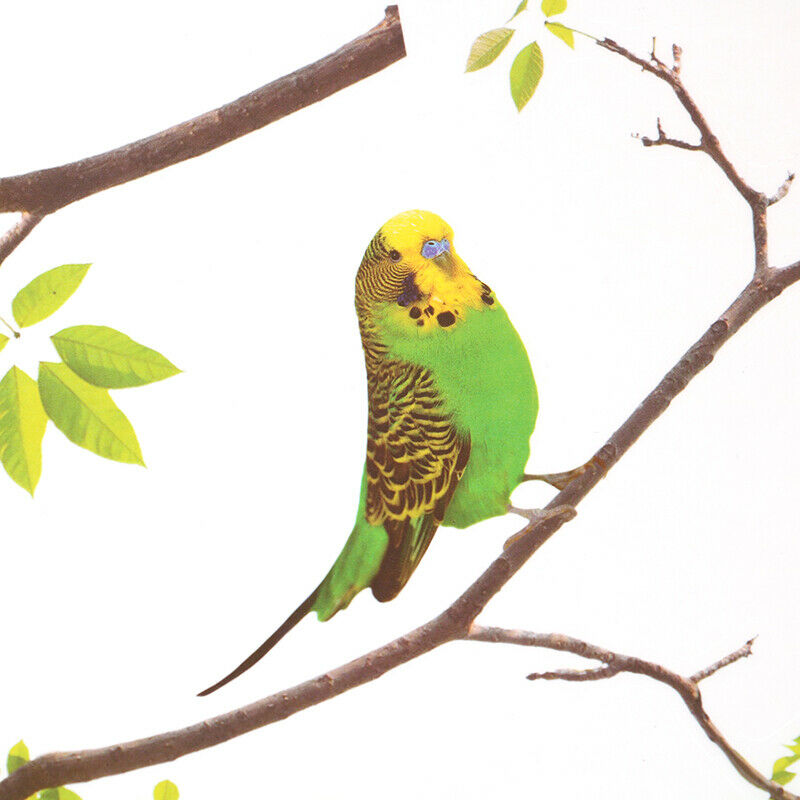 Vivid Wall Decals Birds on Tree Peel and Stick Fresh Removable Wall Stick SL SJ